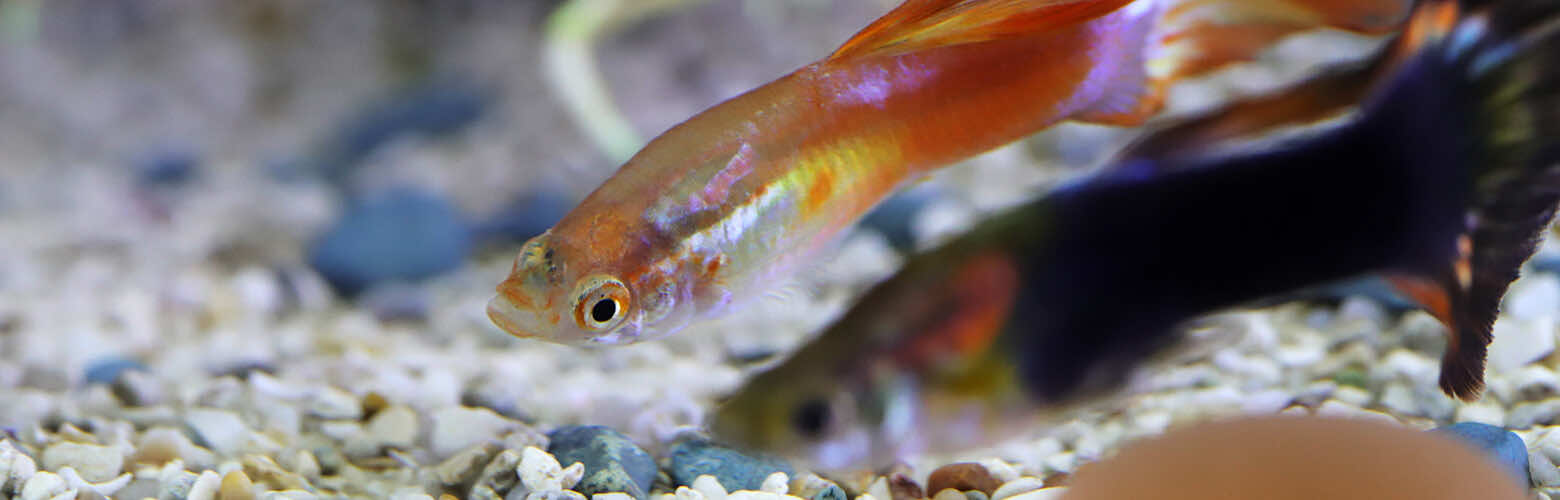 アクアリウムクリエイター資格認定試験